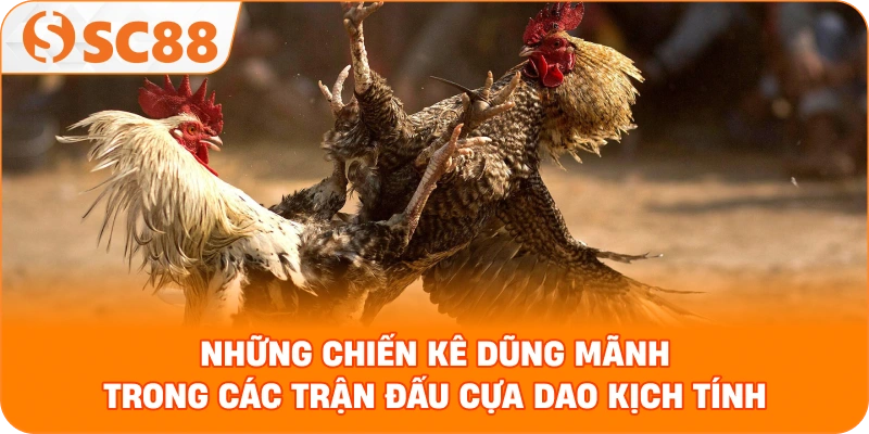 những chiến kê dũng mãnh trong các trận đấu cựa dao kịch tính